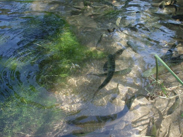 P5300026 regenboog forellen - Rio Frio